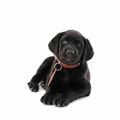 Leather Dog Collar Classic