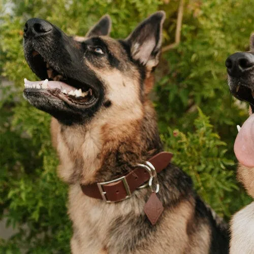 Leather Dog Collar Classic