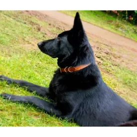 Leather Dog Collar Classic